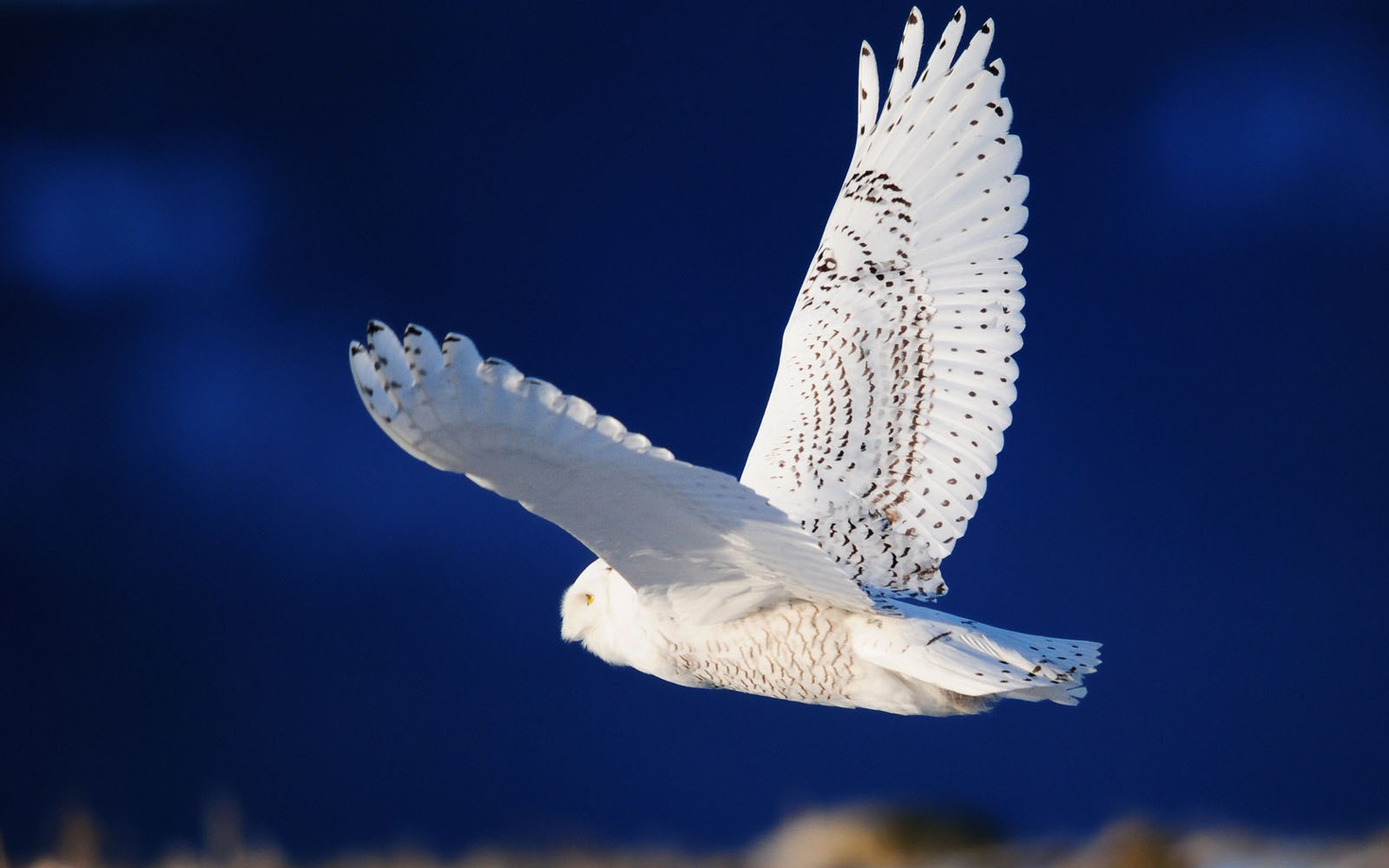 White Owl Wallpapers