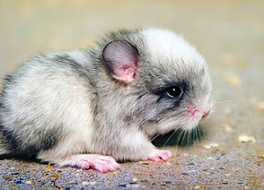 Chinchilla