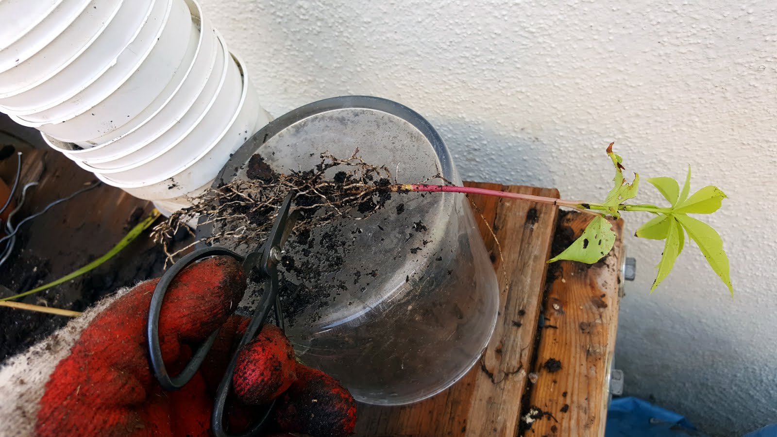 Bonsaimisadventures Kapok Ceiba Pentandra, separating seedlings and