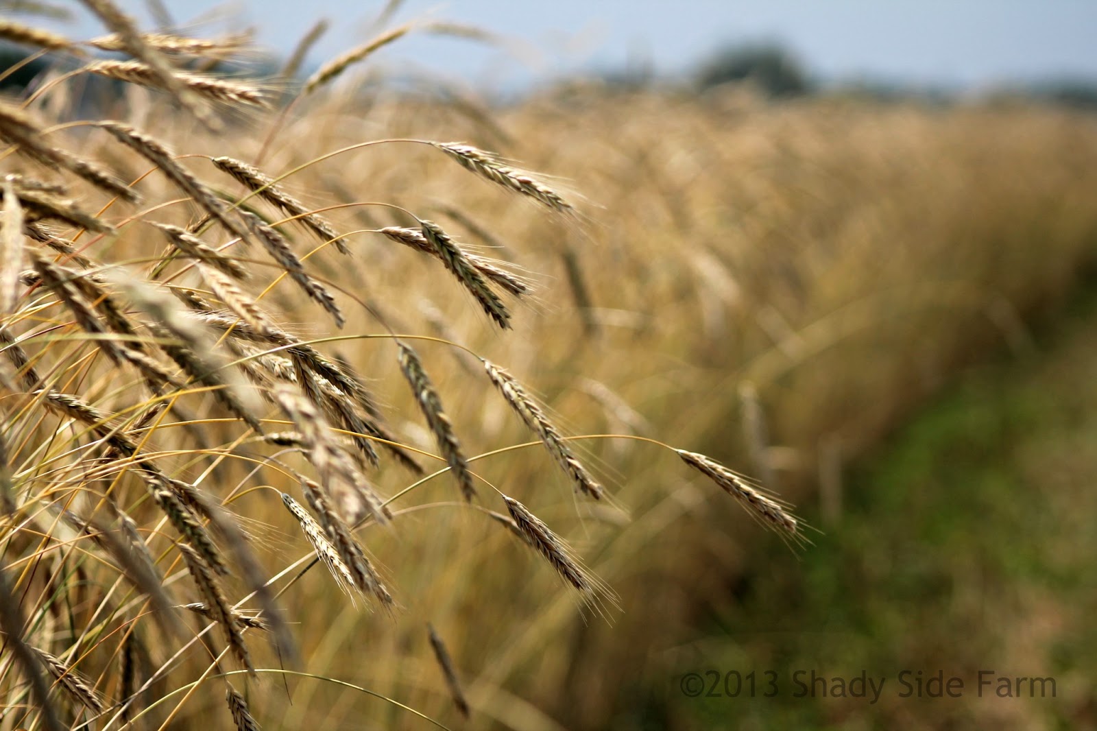 Harvesting Rye