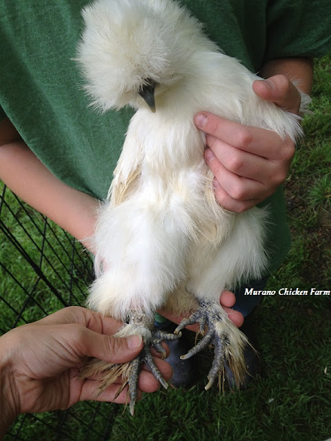 How to clip a chicken's nails - Murano Chicken Farm
