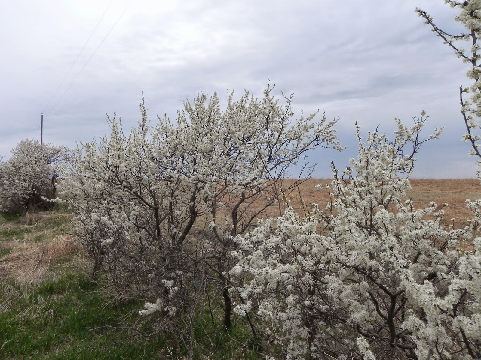 Scenic Shot Sand Plum in Bloom
