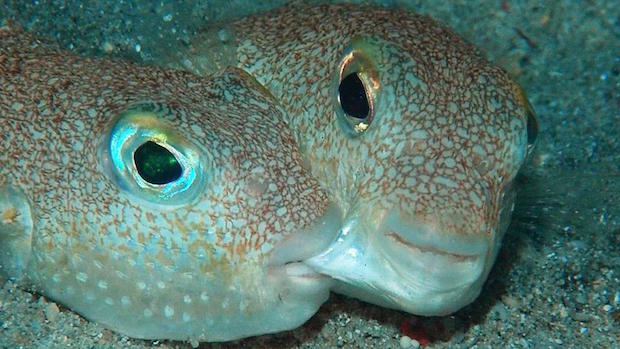 9 Strangest Ocean Phenomena You Wouldn't Believe Actually Exists!
