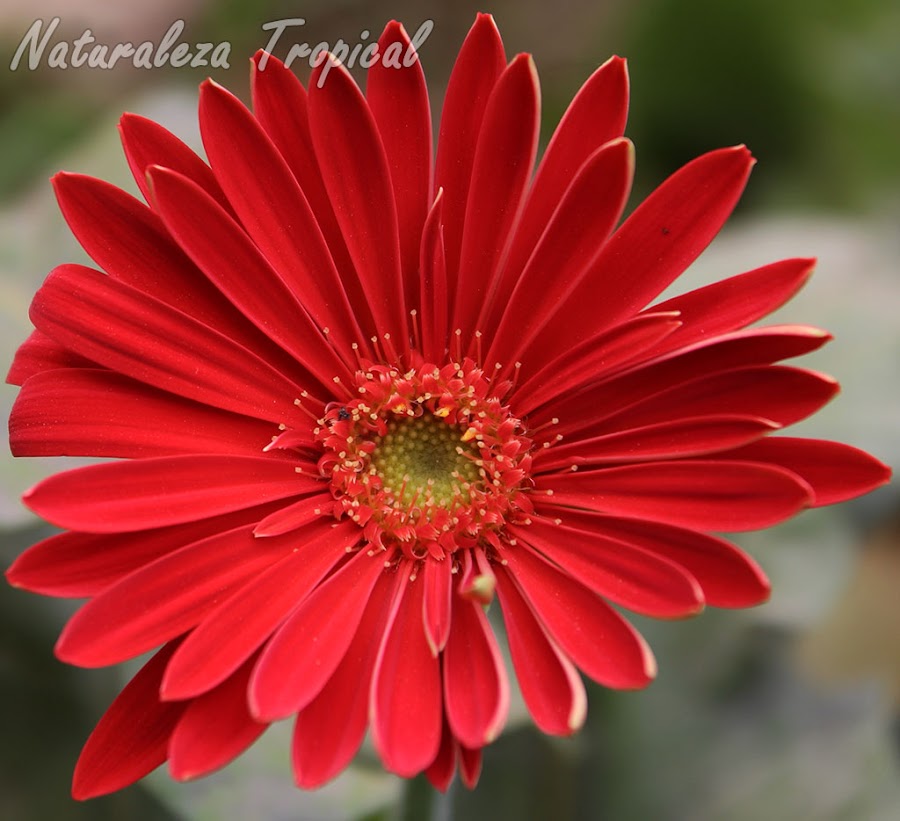 Inflorescencia de una Gerbera o Margarita Japonesa, Gerbera jamesonii