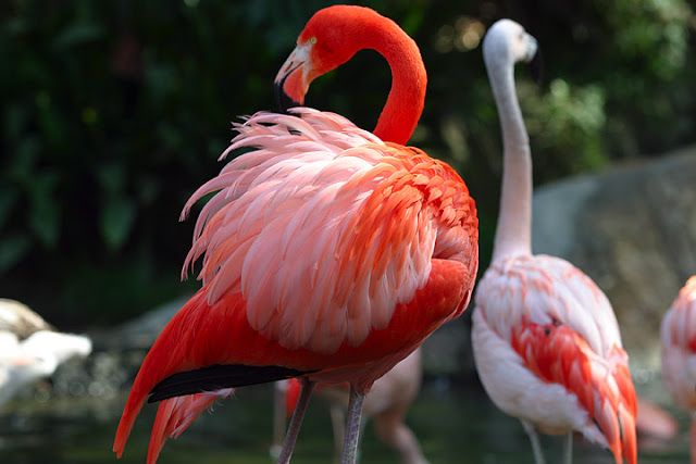flamingo rosado em extincao