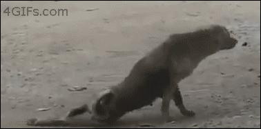 Perro cojo
