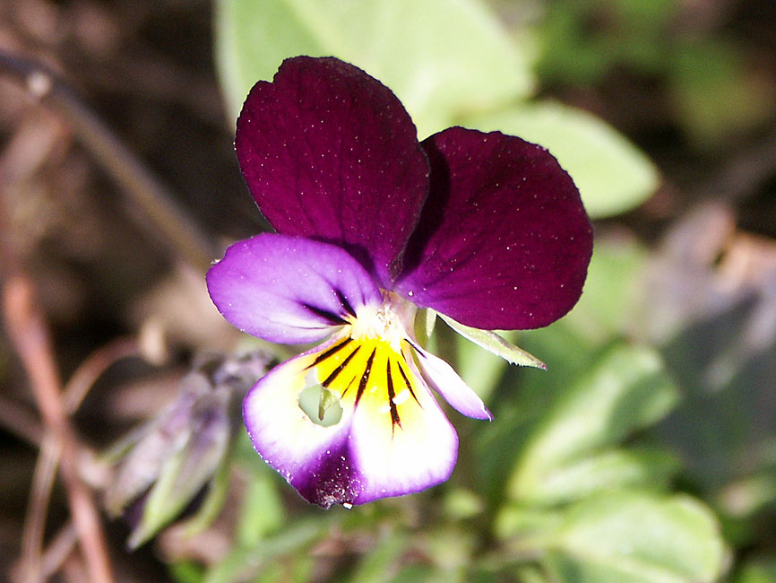 Days on the Claise Things to look out for in March around Preuilly