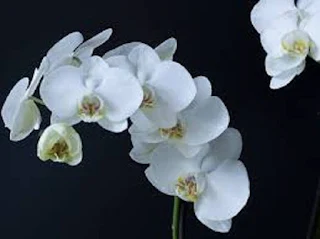 Moon Orchid Phalaenopsis Amabilis bunga anggrek - berbagaireviews.com