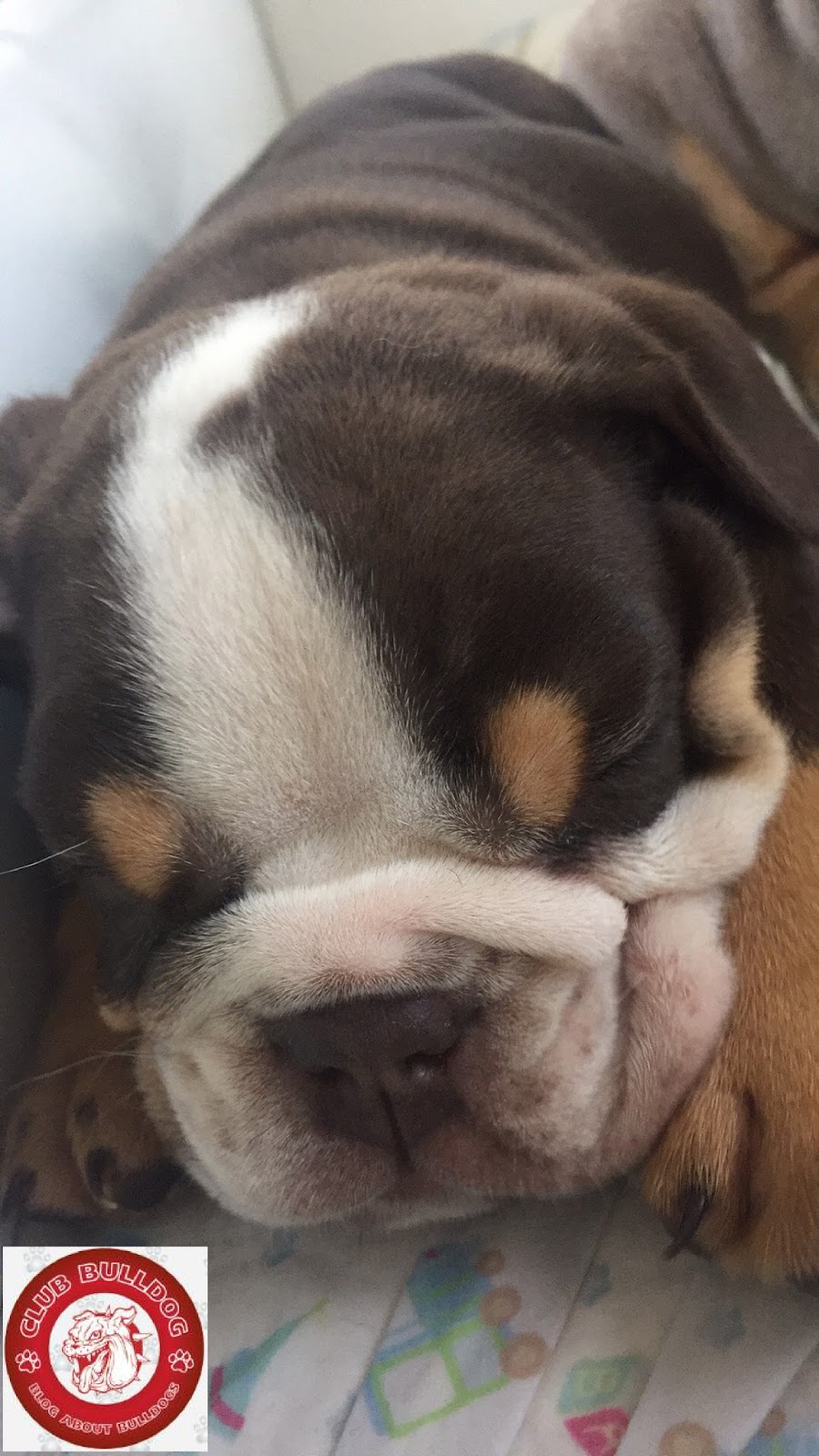 Dark Chocolate Tri English Bulldog Puppy Club Bulldog