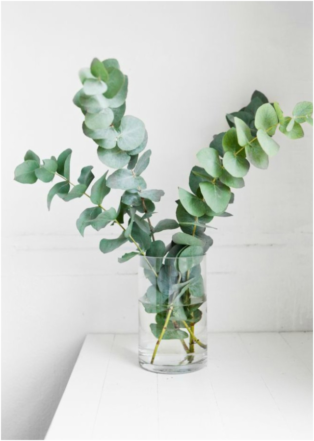 7 plantas que ayudan a subir el ánimo