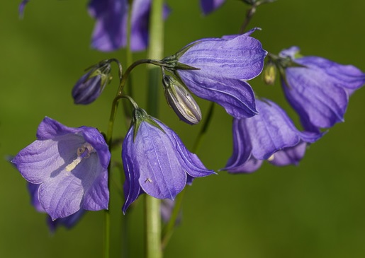 Muse europen dart campanaire Wikipdia