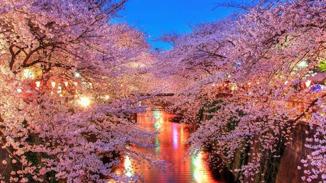 Ngắm hoa anh đào ở Sông Meguro, Tokyo