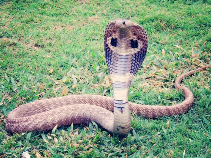 Aventureros del Benito La Cobra Aventureros del Benito La Cobra