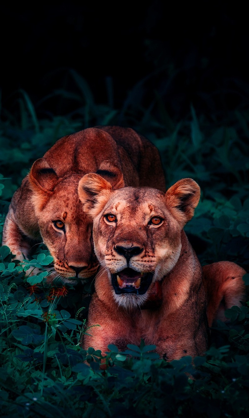An amazing photo of two young lions. An amazing photo of two young lions.