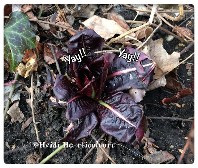 Heidi Horticulture Overwintering Kale