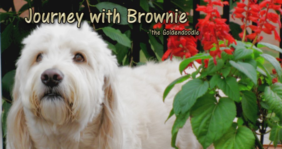 Dog Cries Without Gravy Train Dog Cries Without Gravy Train