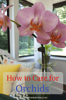 Seven Tips for Orchid Care