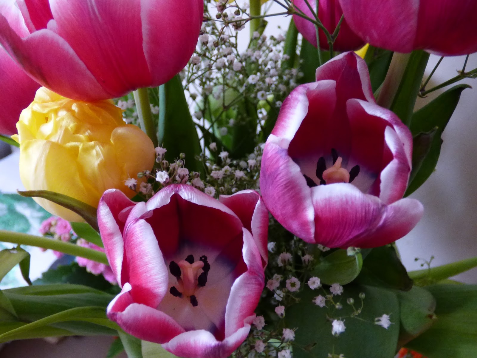 Tulips #MySundayPhoto