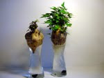 Idrocultura: patata americana come pianta da appartamento