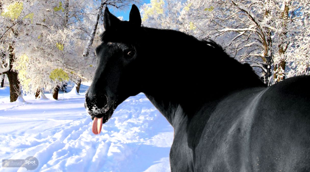 Horse Hd Funny Wallpapers