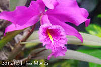 Cattleya maxima