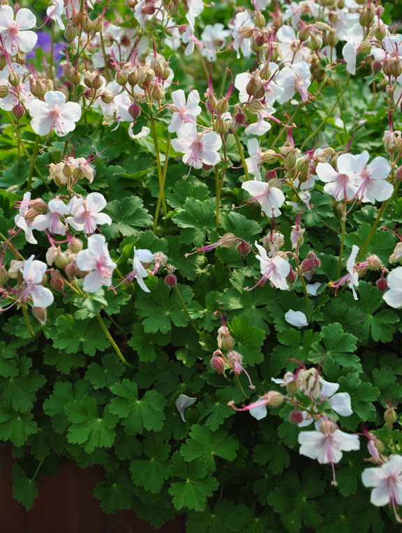 Three Dogs in a Garden G is for Geranium