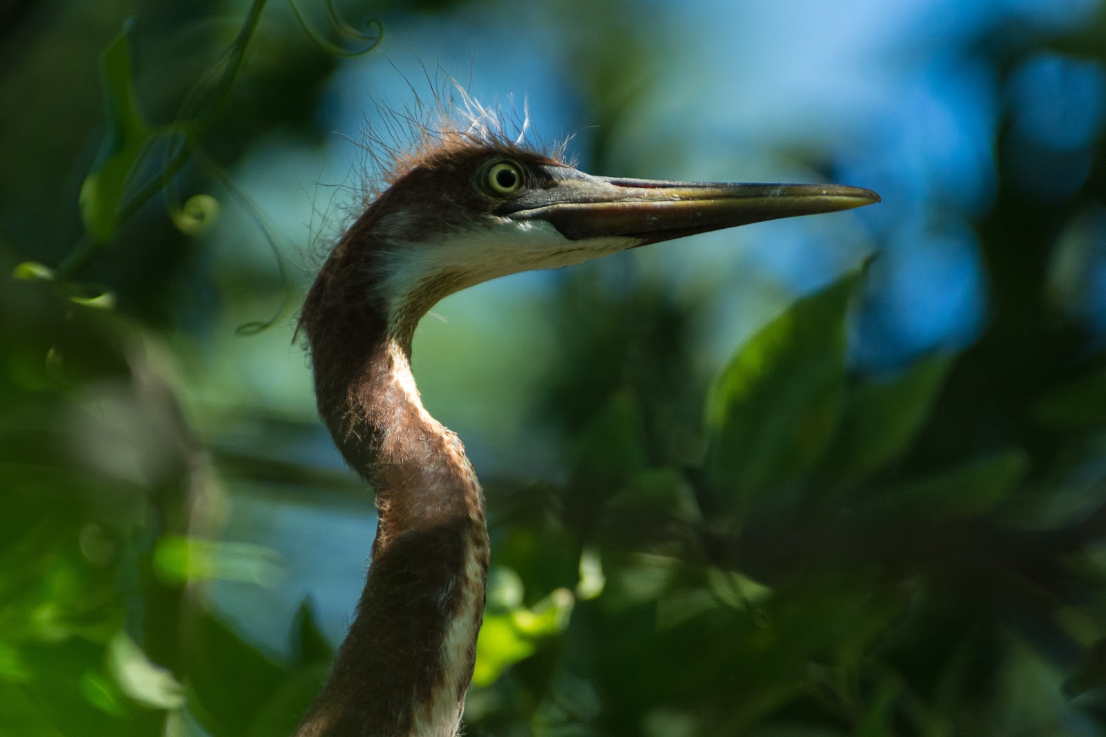 A Tree Falling: UT Southwestern Medical Center Rookery: July 2017