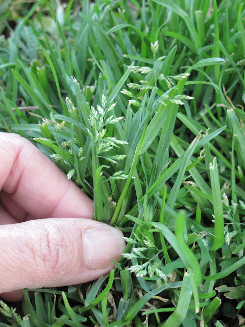 En el jardin: el césped en agosto (un ayuda memoria)