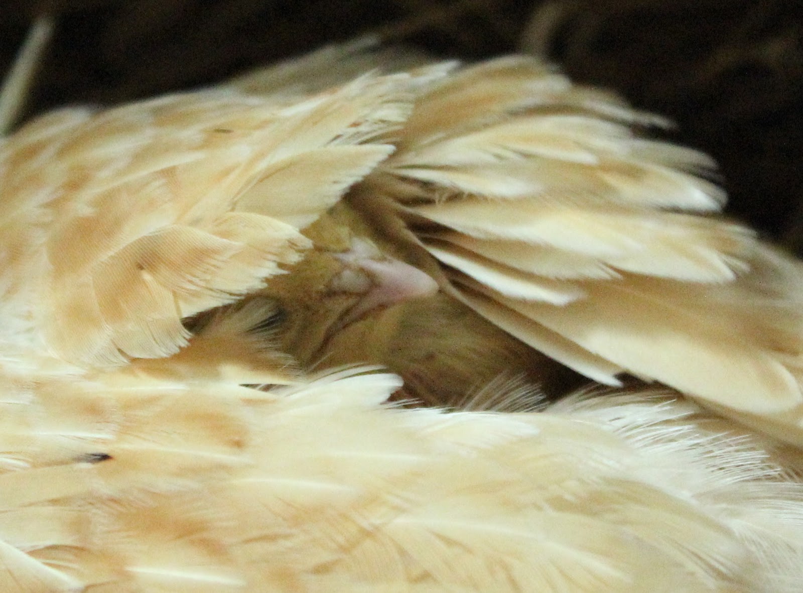 Hen teaches quail chicks to forage and how we free-range them. Hatching