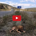 This Puppy Was Abandoned In The Middle Of The Road. Everyone Ignored Him …Until This Happened: