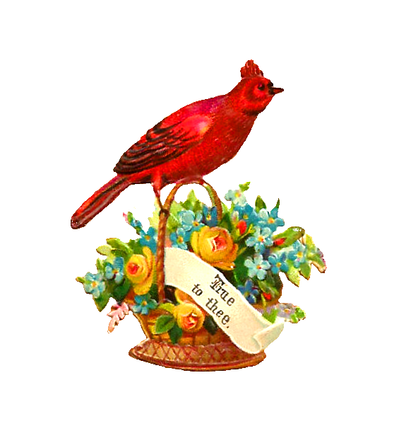 Antique Images Free Bird Clip Art Red Robin Perched on Yellow Rose