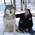 Un loup géant s'assied à côté d'elle, mais lorsqu'ils se regardent dans les yeux, OUAH!