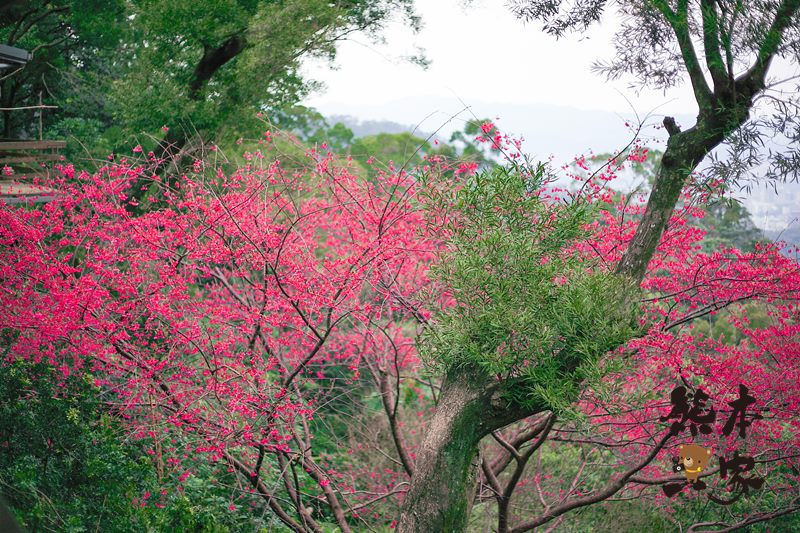桂竹園景觀餐廳|土城桂竹園|桂竹園|土城櫻花|土城賞櫻