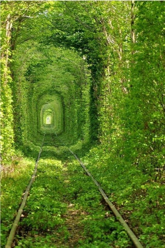 túneles de árboles Tunnels of Trees