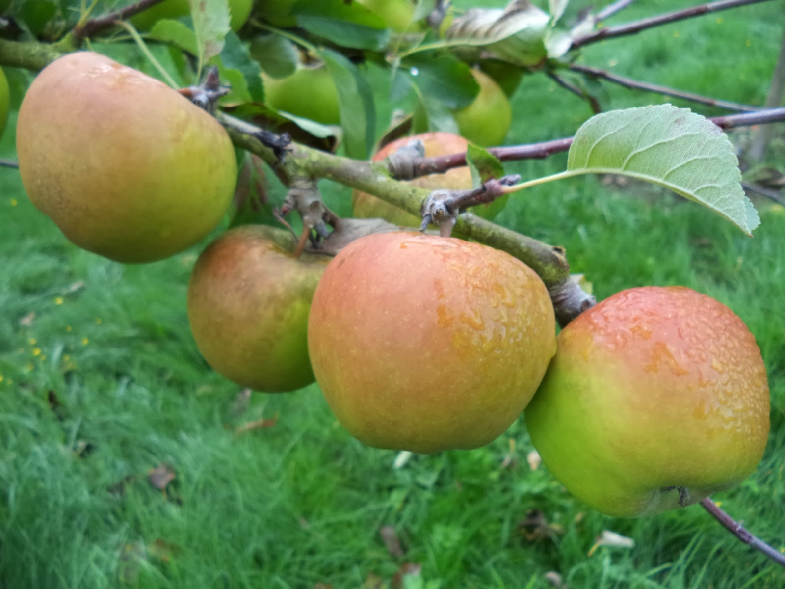 Fruitwise Heritage Apples picking the Sturmer Pippin apples