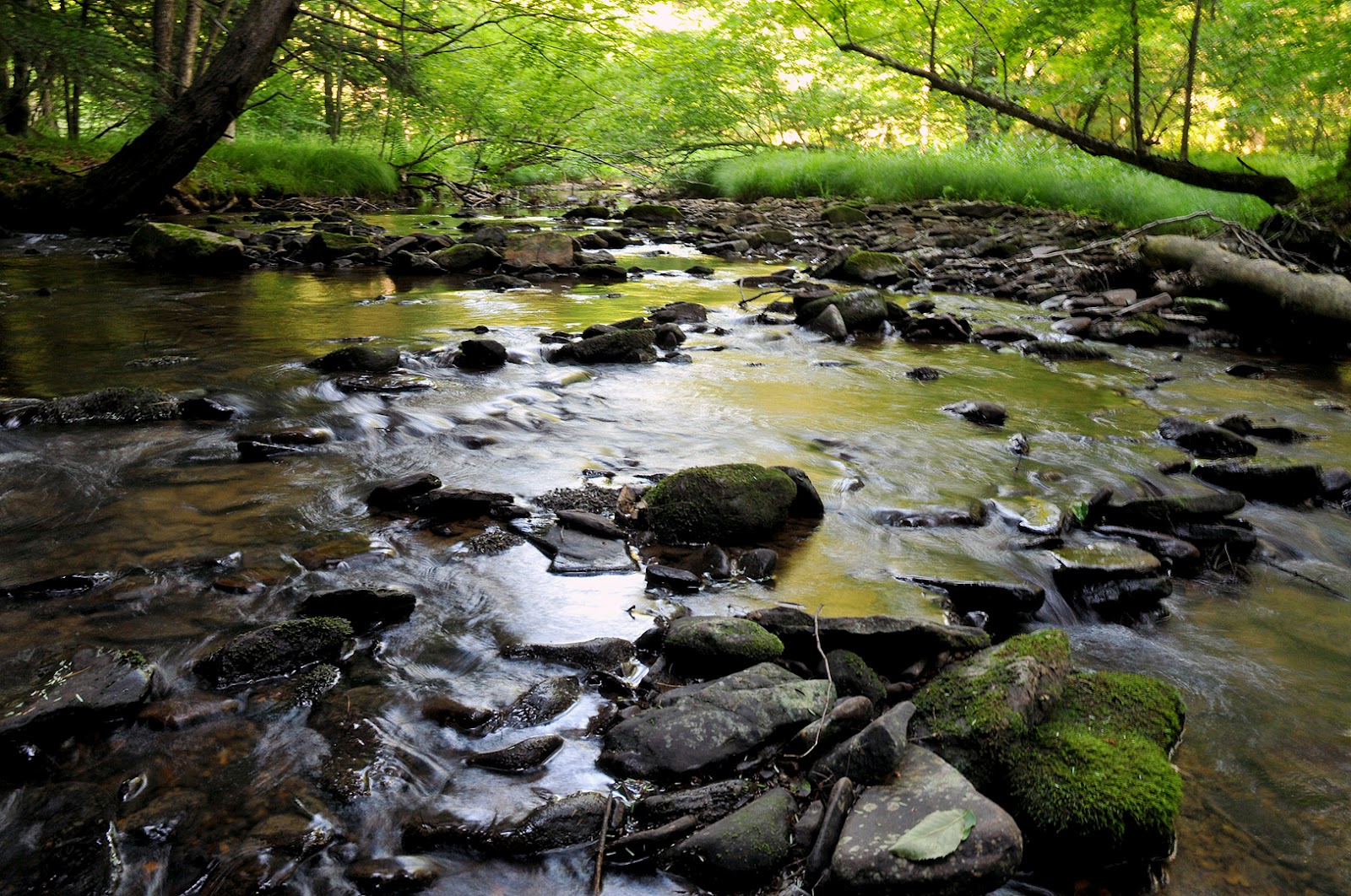 robreedphotoblog Hunts Run below the McNuff Branch