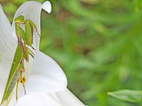 Praying Mantis, flower, lily, garden