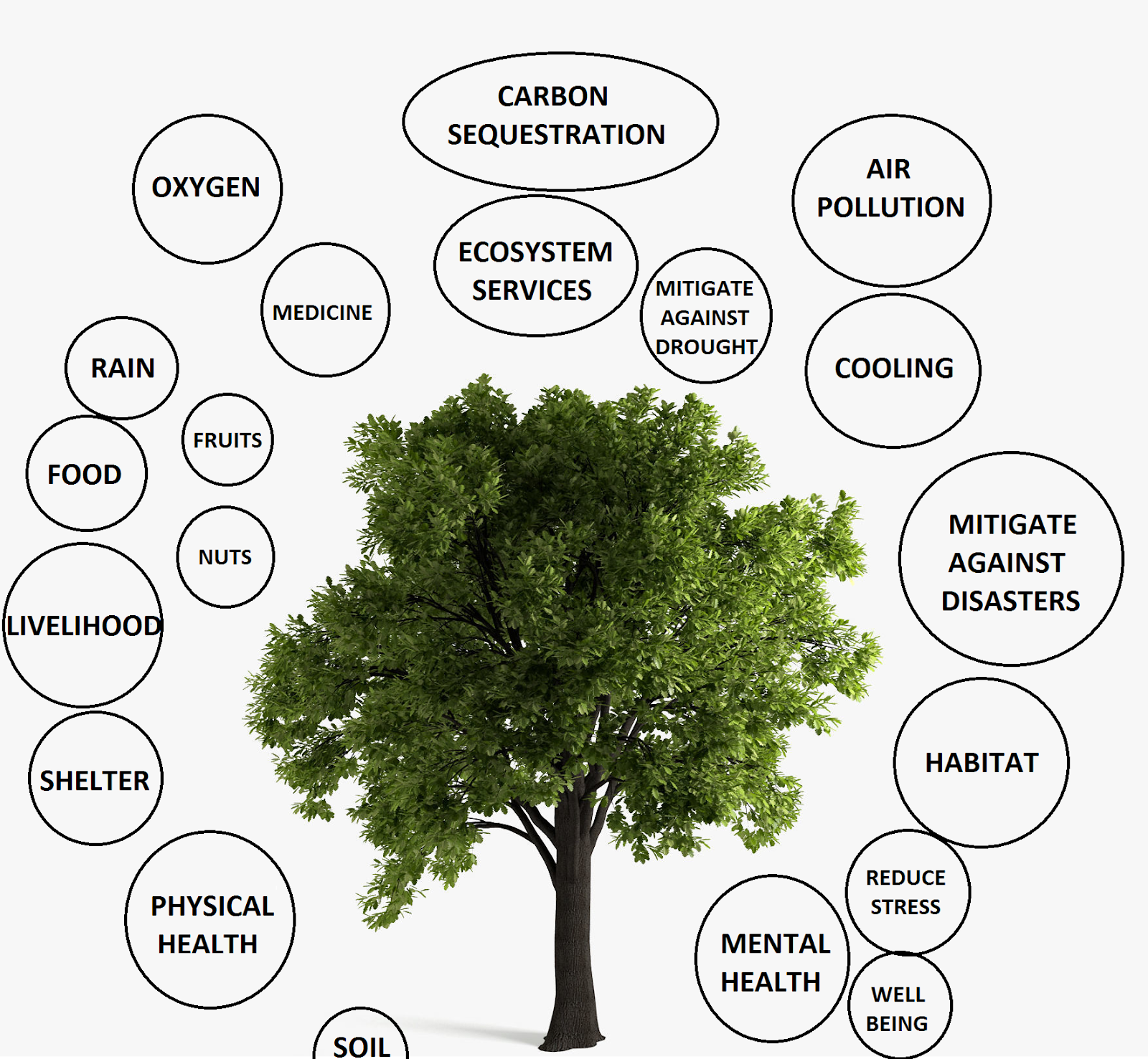 JBD Four Blog: Trees Really Are a Panacea