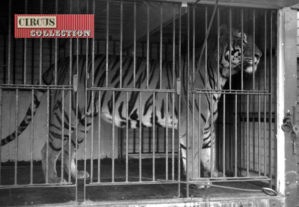 un tigre dans sa cage a la menagerie du  Cirque Willy Hagenbeck  