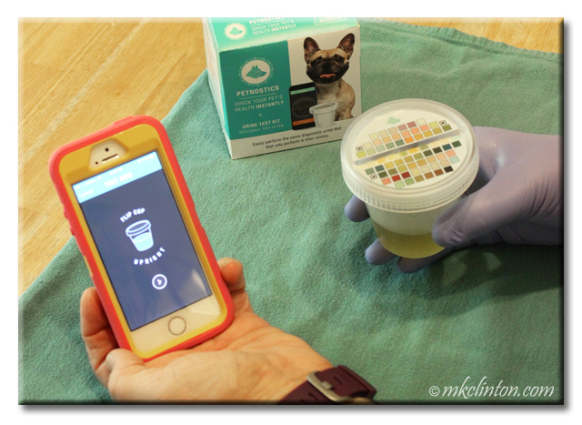 iPhone Petnostics app and urine cup with test strips