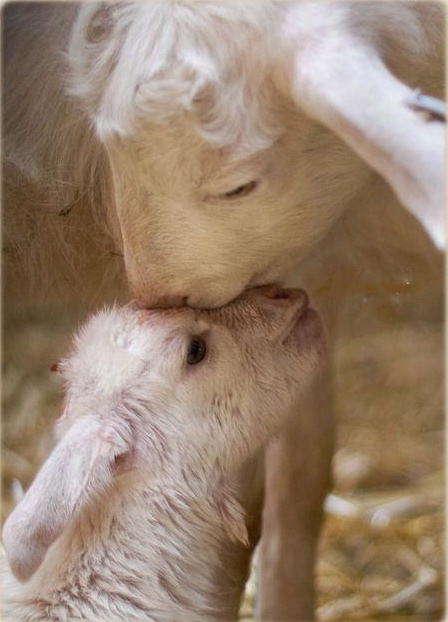 Risultati immagini per teste di agnello nel supermercato