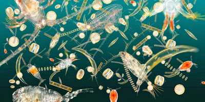 Znalezione obrazy dla zapytania plankton