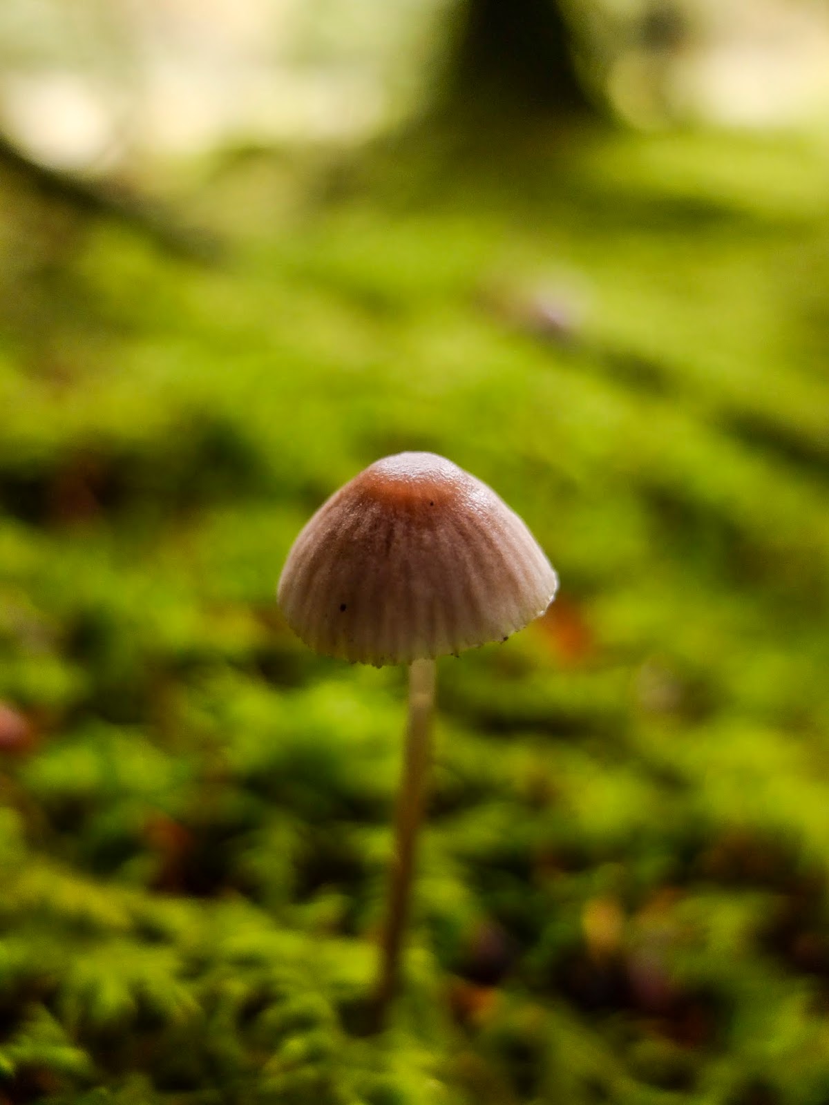 A small wild mushroom growing out of a mossy forest floor.
