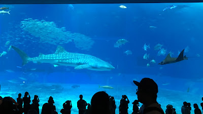 Whale Shark Japanese Ocean Churaumi Aquarium Okinawa Handmade Glass Fused Sharon Warren FluterbyButterfly FlutterbyFoto Bullseye Whaleshark Whale Shark Japanese Ocean Churaumi Aquarium Okinawa Handmade Glass Fused Sharon Warren FluterbyButterfly FlutterbyFoto Bullseye Whaleshark