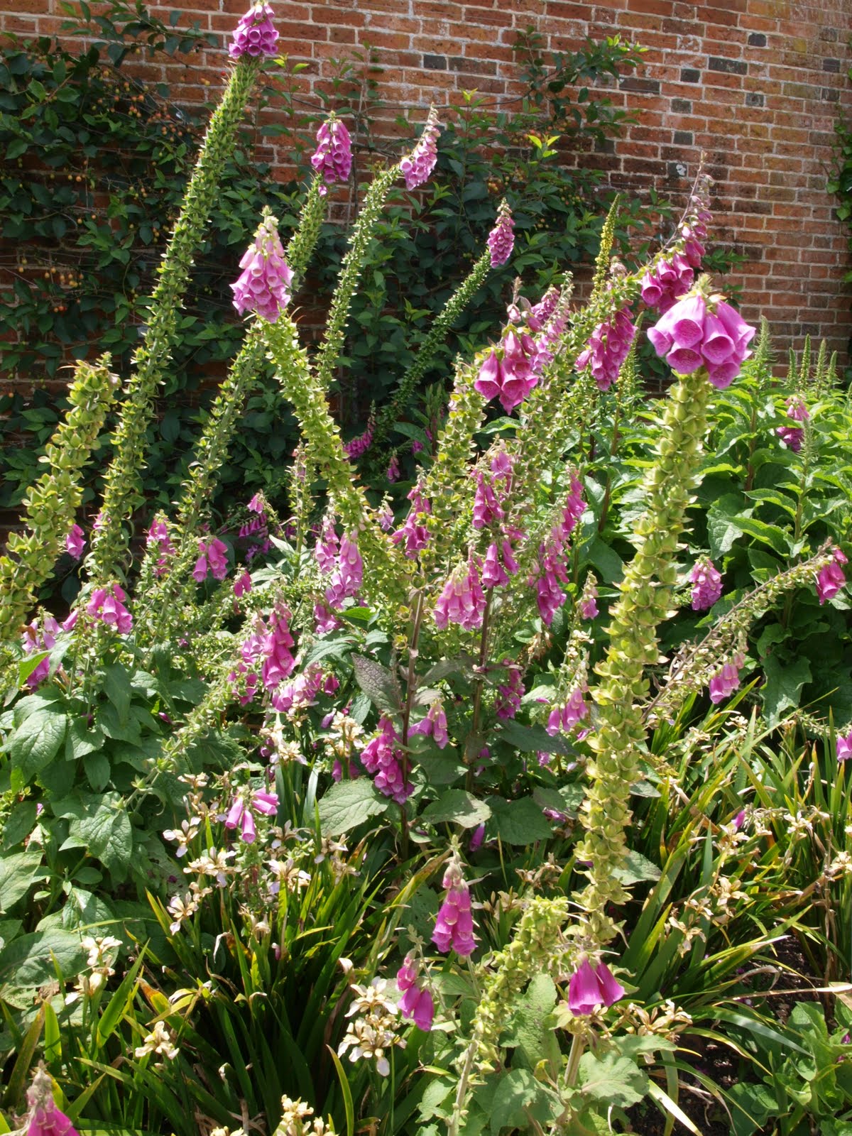 Ragged Robin's Nature Notes Osborne House and a Cream Tea at Ventnor