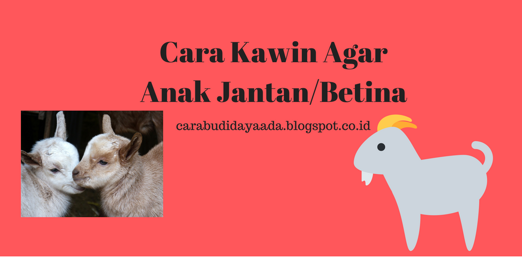 Cara Mempercepat Birahi Kambing Dan Domba