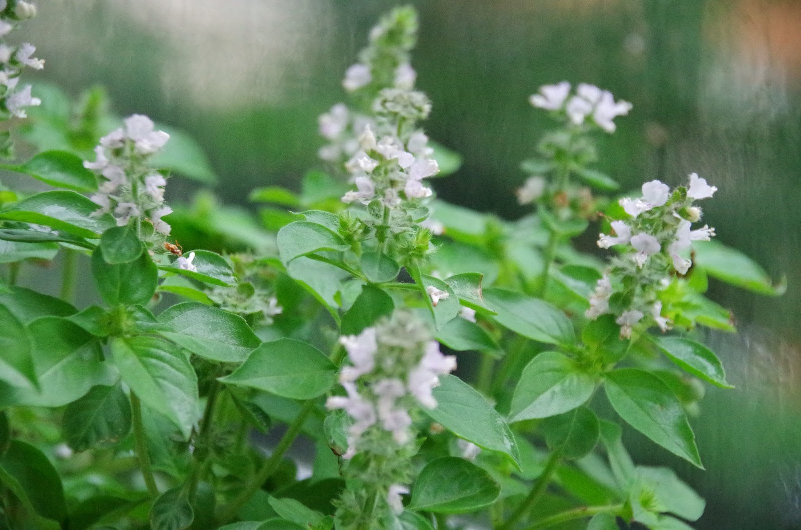 Trees and Plants Basil (Floral Spires White Basil)