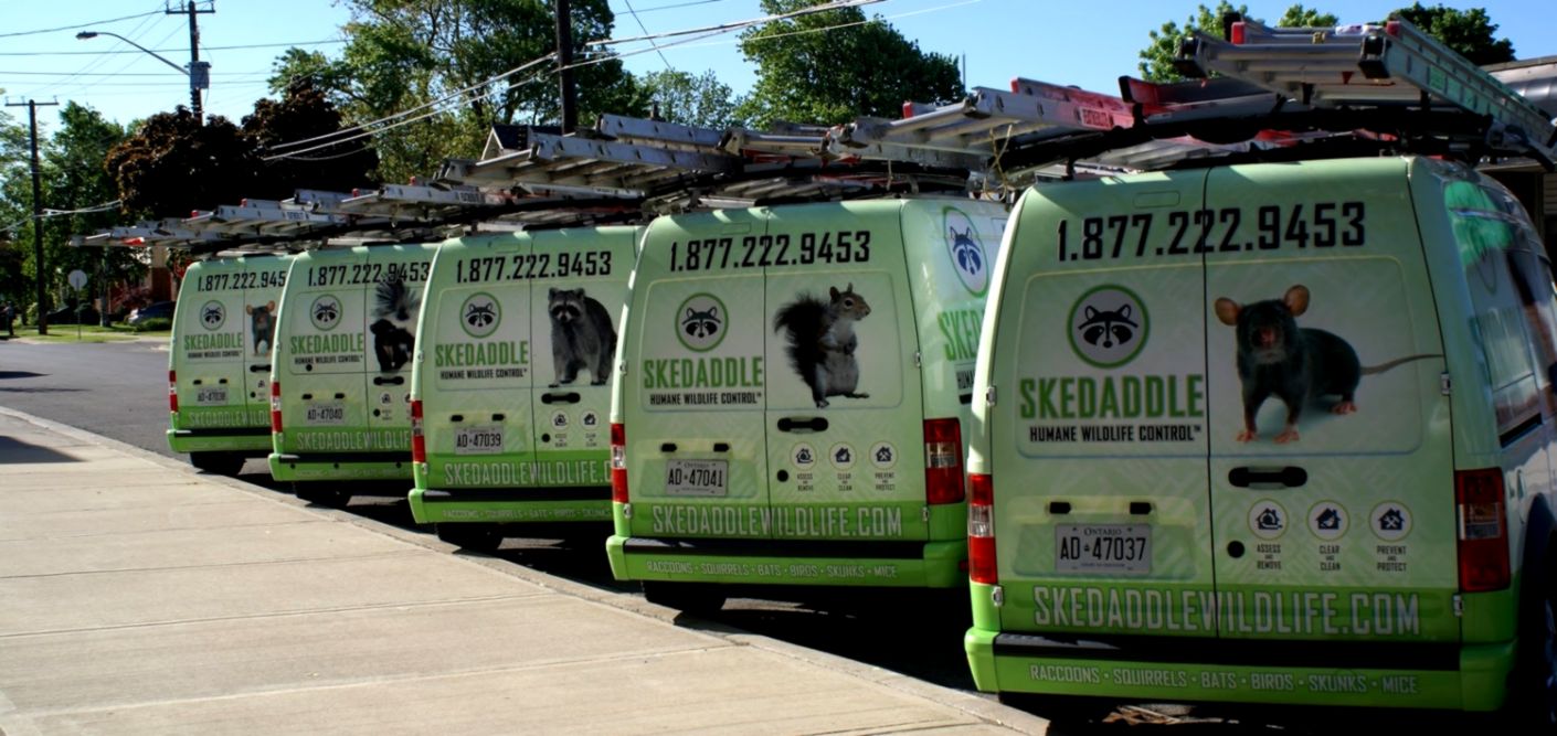 skedaddle humane wildlife control franchise skedaddle humane wildlife control franchise