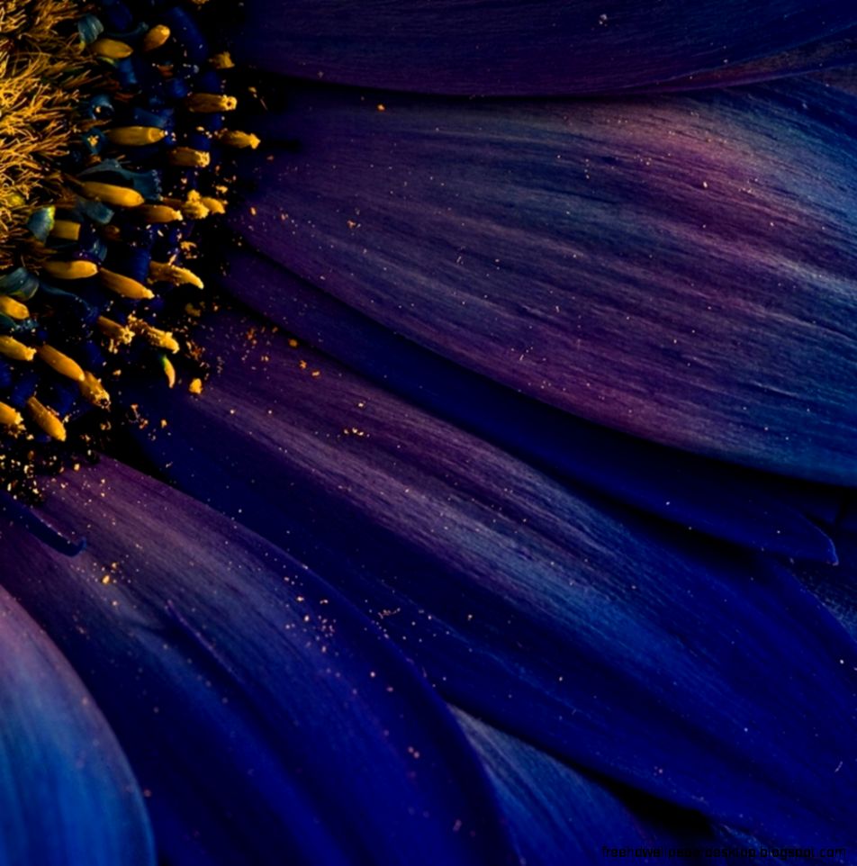 Petals Flower Pollen Hd Wallpaper  Wallpaper List
