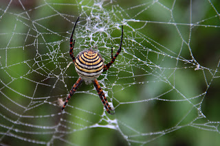 Fotografía y Naturaleza en Doñana: Arañas y telas.